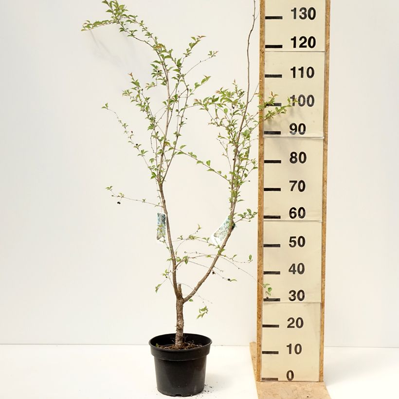 Example of Prunus subhirtella Hally Jolivette - Winterbloeiende kers Pot van 4 l/5 l as you get in printemps