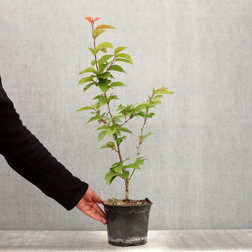 Exemplaar van Prunus hillieri Spire - Sierperzik Pot van 3 l/4 l zoals geleverd in de lente