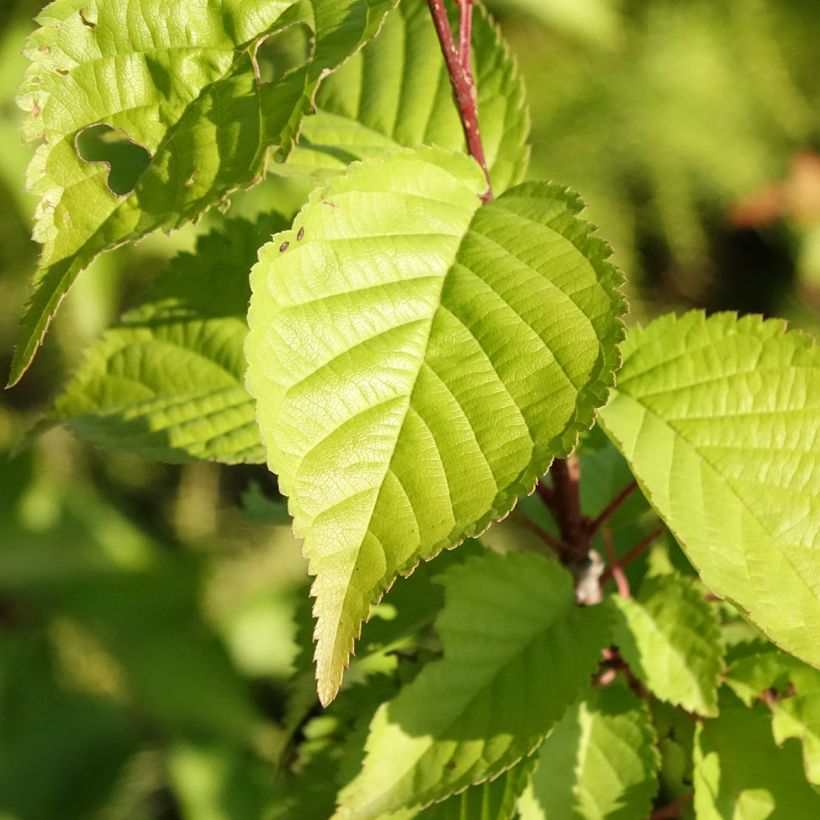 Prunus hillieri Spire - Sierperzik (Blad)