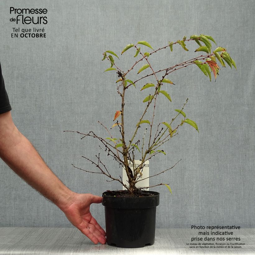 Exemplaar van Prunus nipponica Brillant - Sierkers Pot van 2 l/3 l zoals geleverd in de herfst