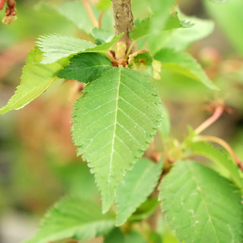 Prunus nipponica Brillant - Sierkers (Blad)