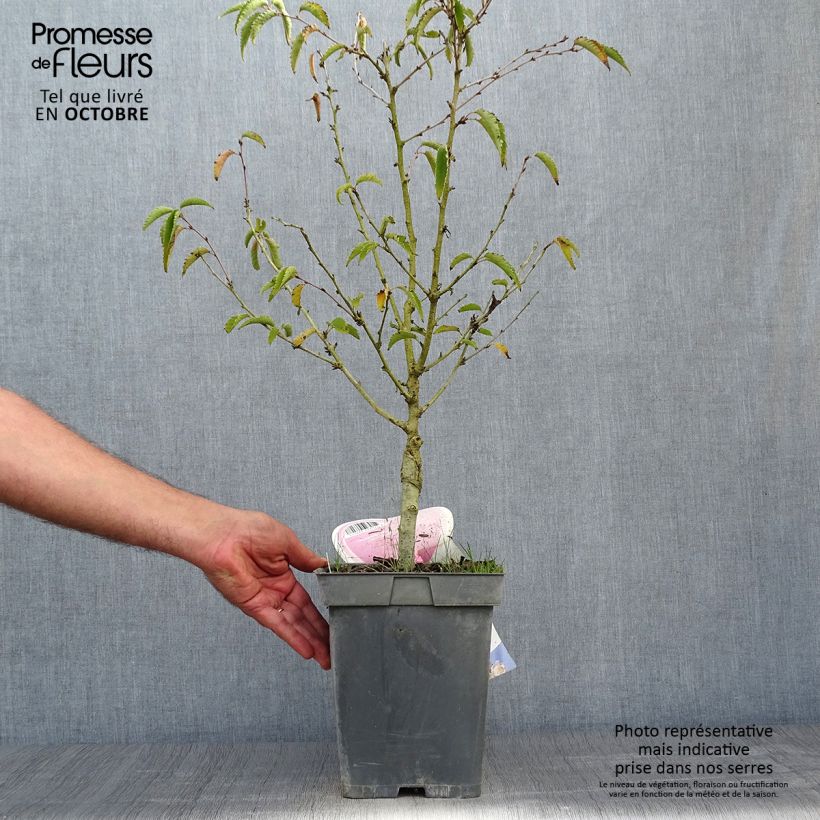 Exemplaar van Prunus nipponica Brillant - Sierkers Pot van 4 l/5 l, Stengel zoals geleverd in de herfst