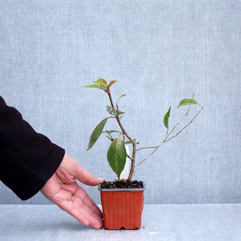 Exemplaar van Prunus nipponica Brillant - Sierkers Kweekpotje van 8/9 cm zoals geleverd in de herfst