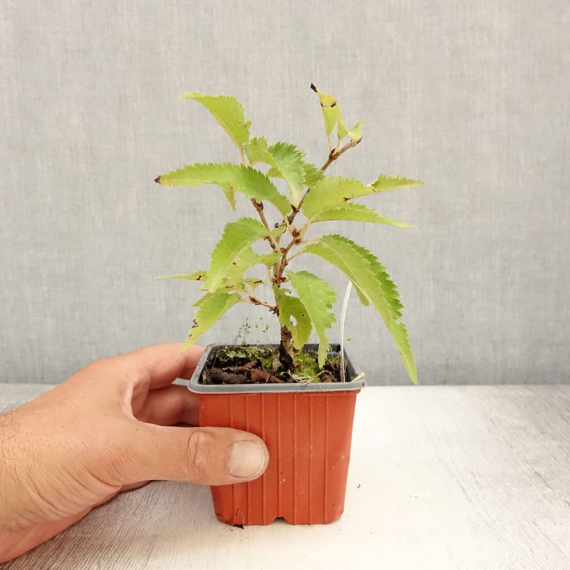Exemplaar van Prunus nipponica Brillant - Sierkers Kweekpotje van 8/9 cm zoals geleverd in de zomer