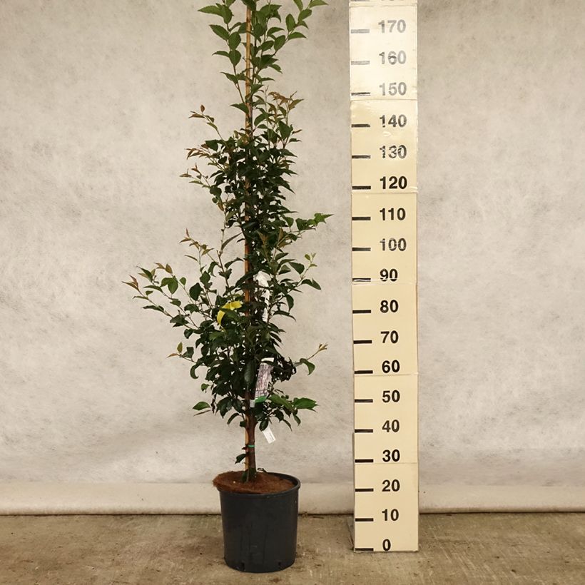 Exemplaar van Prunus Pandora - Winterbloeiende kers Pot van 12 l/15 l, Stengel zoals geleverd in de zomer
