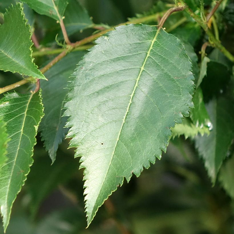 Prunus Pandora - Winterbloeiende kers (Blad)