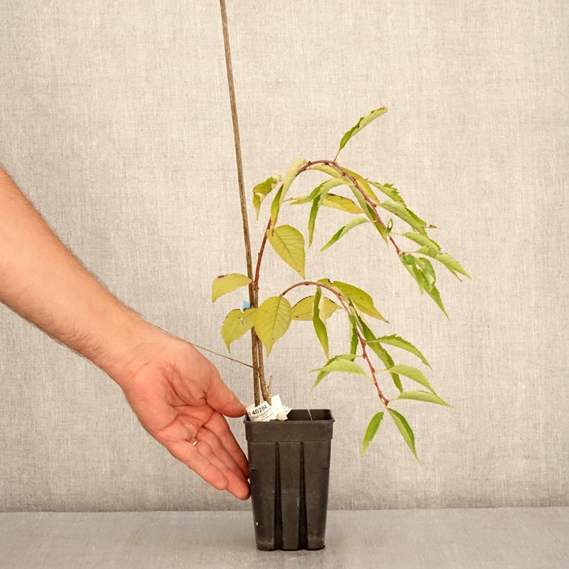 Exemplaar van Prunus Pink Cascade - Japanse sierkers Pot van 1 l/1,5 l zoals geleverd in de zomer