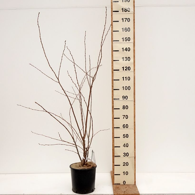 Exemplaar van Prunus Royal Flame - Japanse sierkers Pot van 12 l/15 l zoals geleverd in de winter