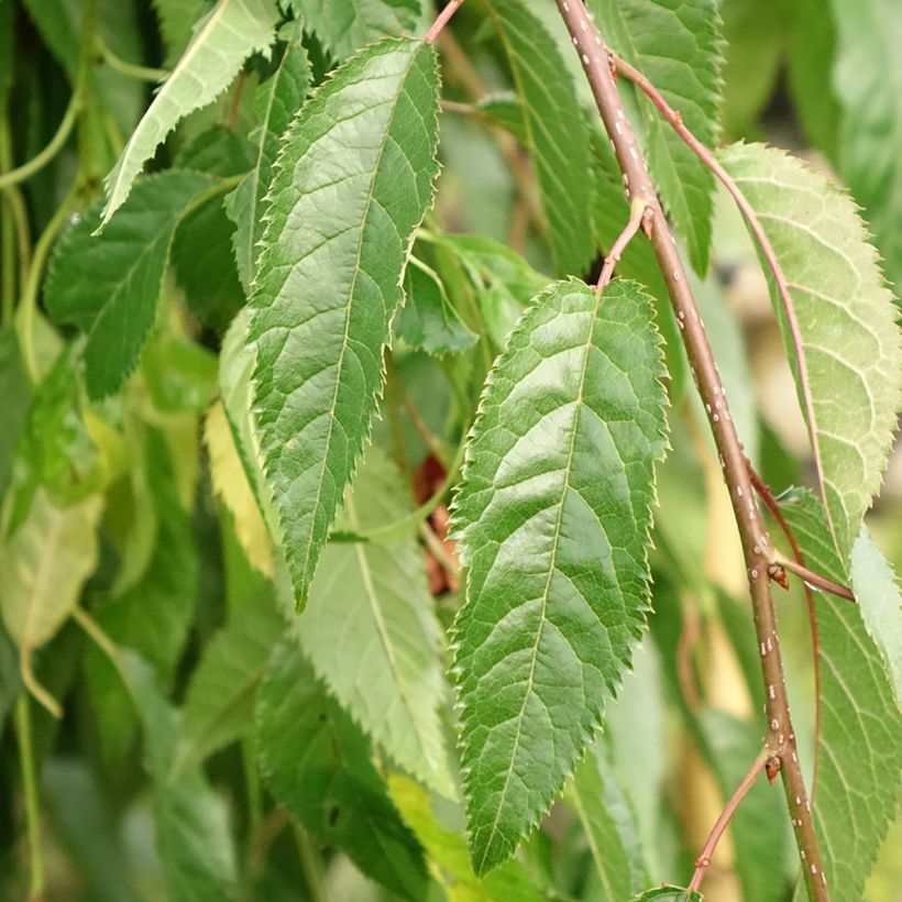 Prunus serrulata Kiku Shidare Zakura - Japanse sierkers (Blad)