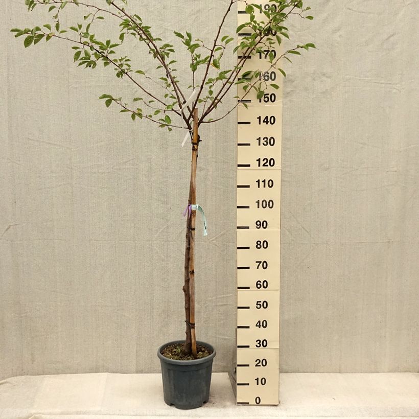 Exemplaar van Prunus serrulata Shirofugen - Japanse sierkers Pot van 12 l/15 l, Half-hoge stam zoals geleverd in de zomer