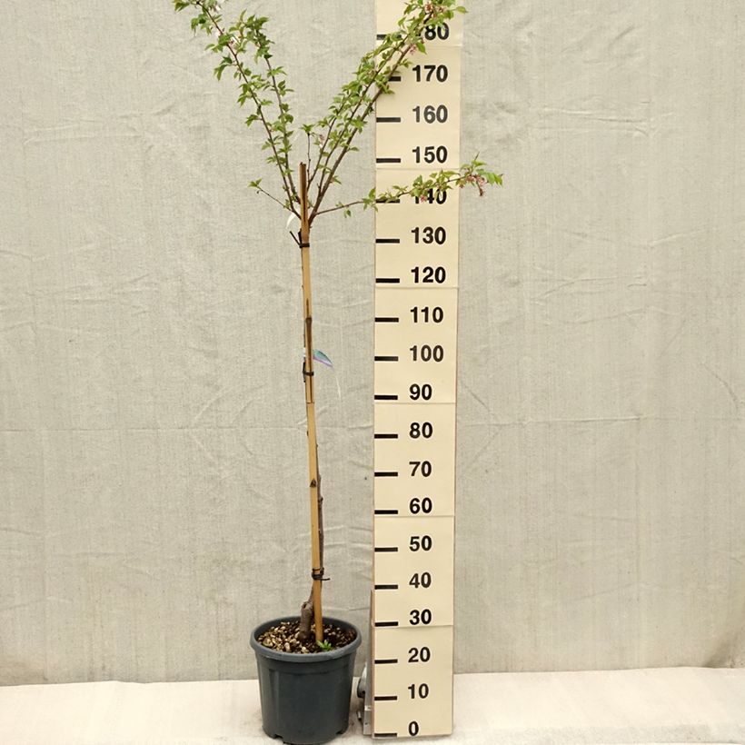 Exemplaar van Prunus serrulata Shirofugen - Japanse sierkers Pot van 12 l/15 l, Half-hoge stam zoals geleverd in de lente