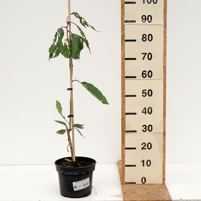 Exemplaar van Prunus serrulata Tai-haku - Japanse sierkers Pot van 4 l/5 l zoals geleverd in de herfst