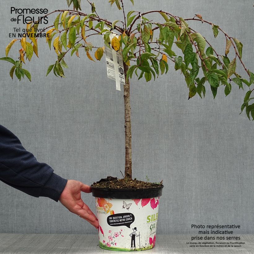 Exemplaar van Prunus Snow Fountains - Japanse sierkers Pot van 7,5 l/10 l, Stengel zoals geleverd in de herfst