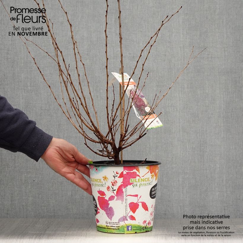 Exemplaar van Prunus subhirtella Fukubana - Winterbloeiende kers Pot van 4 l/5 l zoals geleverd in de herfst