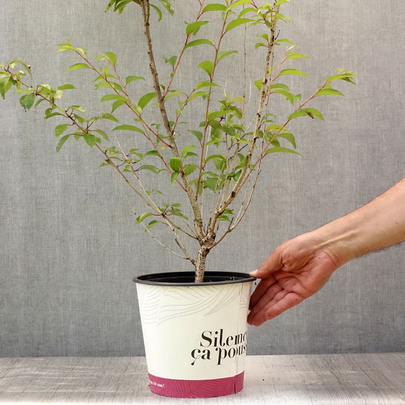Exemplaar van Prunus subhirtella Fukubana - Winterbloeiende kers Pot van 4 l/5 l zoals geleverd in de zomer