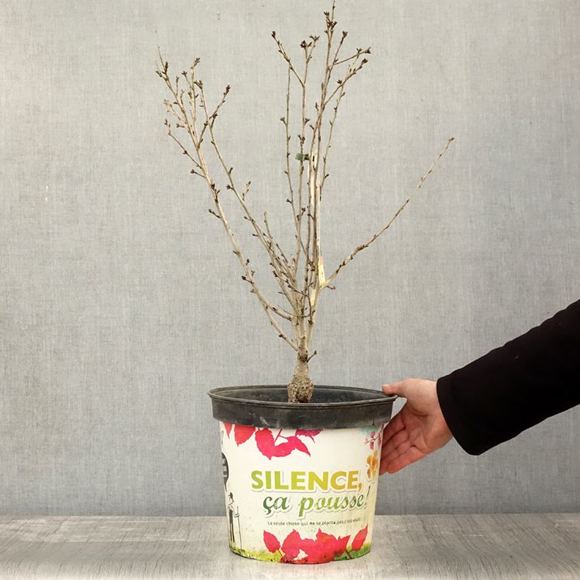 Exemplaar van Prunus subhirtella Fukubana - Winterbloeiende kers Pot van 7,5 l/10 l zoals geleverd in de herfst