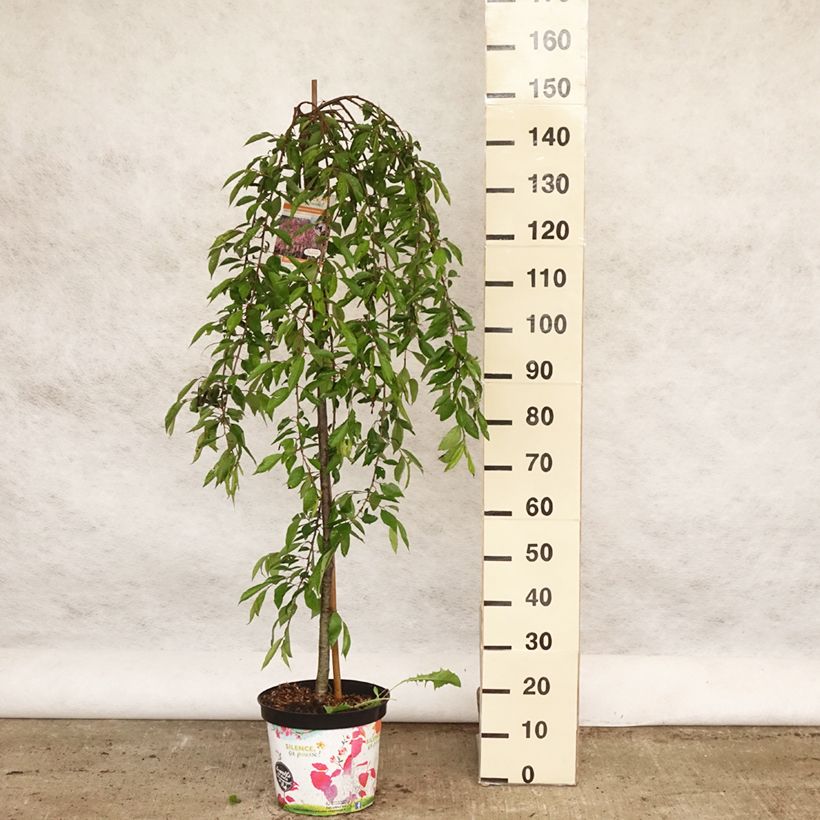 Example of Prunus subhirtella Pendula Rubra - Winterbloeiende kers Pot van 7,5 l/10 l, Stengel as you get in printemps
