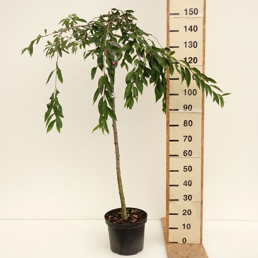 Exemplaar van Prunus subhirtella Pendula Rubra - Winterbloeiende kers Pot van 7,5 l/10 l, Stengel zoals geleverd in de zomer