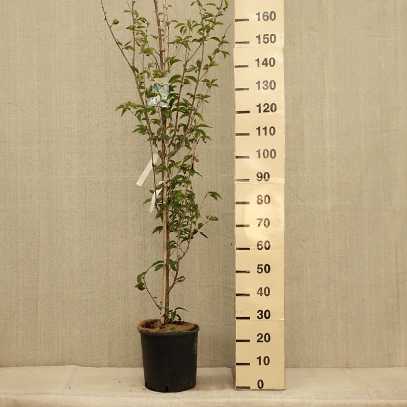 Exemplaar van Prunus Umineko - Winterbloeiende kers Pot van 12 l/15 l zoals geleverd in de herfst
