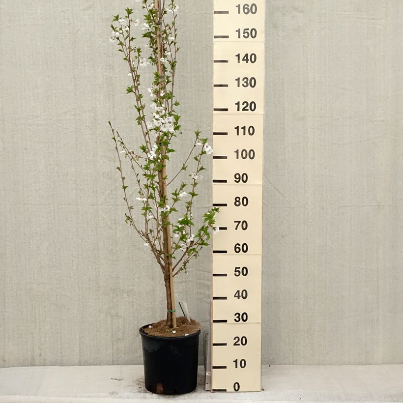 Exemplaar van Prunus Umineko - Winterbloeiende kers Pot van 12 l/15 l zoals geleverd in de lente