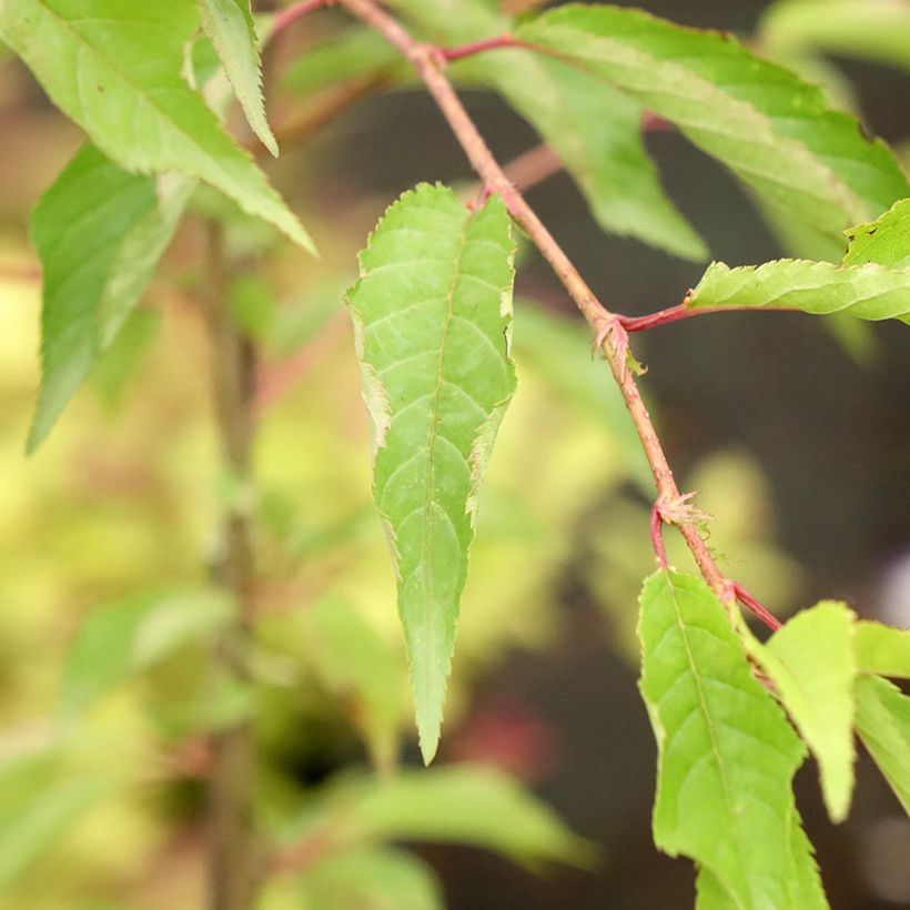 Prunus Pink Cascade - Japanse sierkers (Blad)