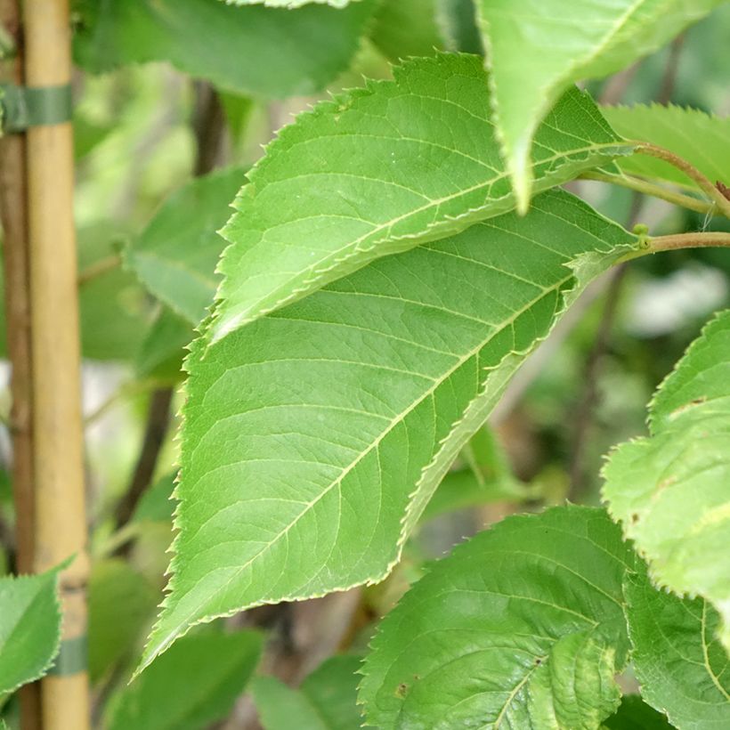 Prunus yedoensis - Yoshinokers (Blad)