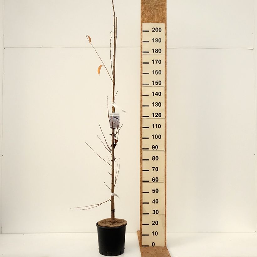 Exemplaar van Prunus yedoensis - Yoshinokers Pot van 12 l/15 l zoals geleverd in de herfst