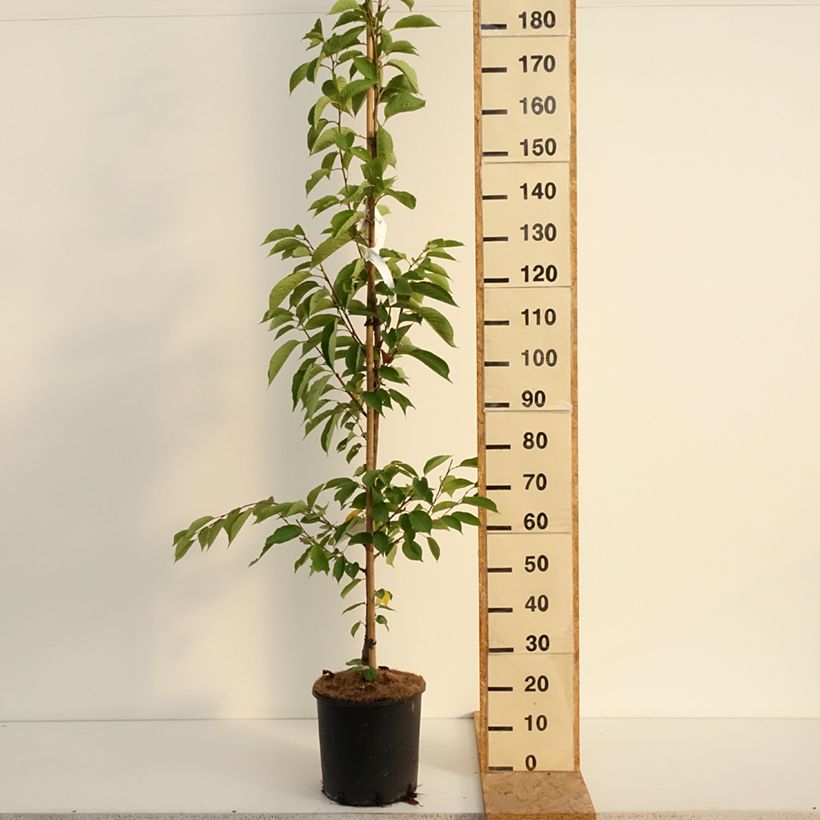 Exemplaar van Prunus yedoensis - Yoshinokers Pot van 12 l/15 l zoals geleverd in de zomer