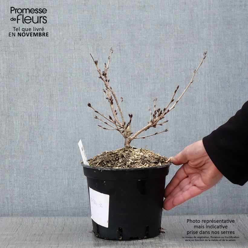 Exemplaar van Prunus yedoensis - Yoshinokers Pot van 3 l/4 l zoals geleverd in de herfst