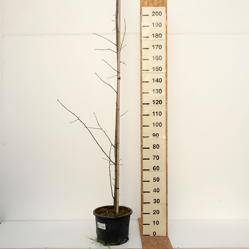 Exemplaar van Prunus virginiana Canada Red - Kleine vogelkers Pot van 20 l/25 l zoals geleverd in de herfst