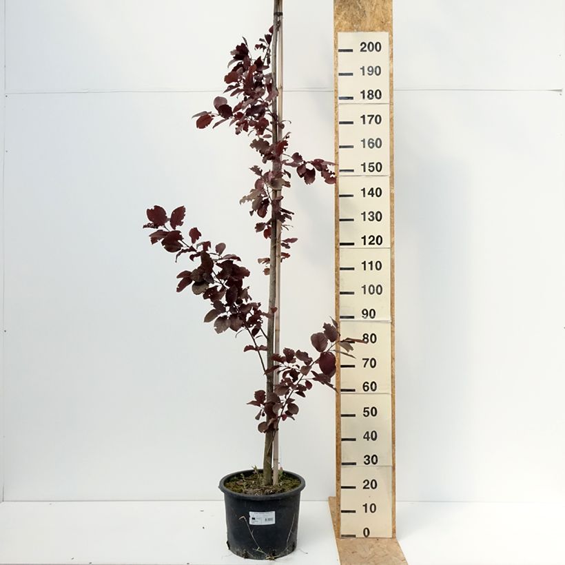 Exemplaar van Prunus virginiana Canada Red - Kleine vogelkers Pot van 20 l/25 l zoals geleverd in de zomer
