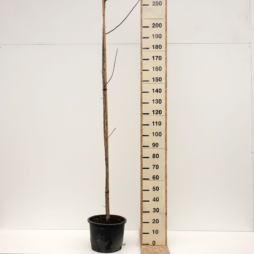 Exemplaar van Cerisier à grappes de Virginie - Prunus virginiana Canada Red Pot de 20L/25L zoals geleverd in de winter
