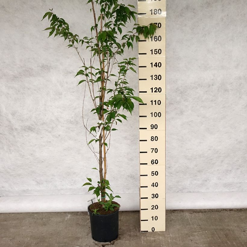 Exemplaar van Prunus serrulata Sunset Boulevard - Japanse sierkers Pot van 12 l/15 l zoals geleverd in de lente