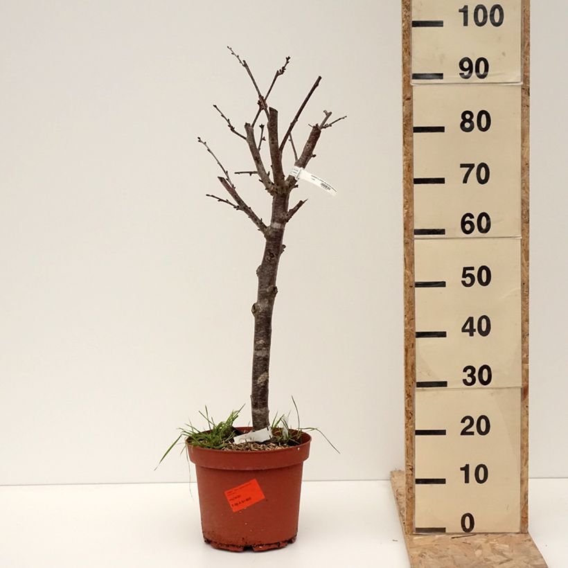 Exemplaar van Zure kers Allegria Delbard Pot van 7,5 l/10 l, Kelkvormig zoals geleverd in de winter