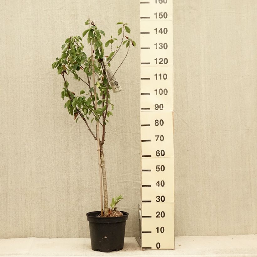 Exemplaar van Vroege Engelse zure kers Pot van 7,5 l/10 l, Kelkvormig zoals geleverd in de zomer