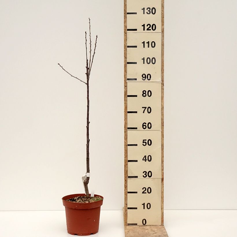Exemplaar van Cerisier Anglaise Hâtive - Prunus cerasus Pot de 7,5L/10L, Scion zoals geleverd in de winter