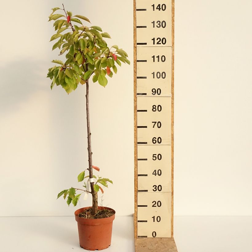 Exemplaar van Vroege Engelse zure kers Pot van 7,5 l/10 l, Onderstam zoals geleverd in de zomer