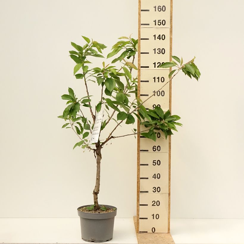 Example of Zure kers Belle Magnifique Georges Delbard Pot van 7,5 l/10 l, Kelkvormig as you get in printemps