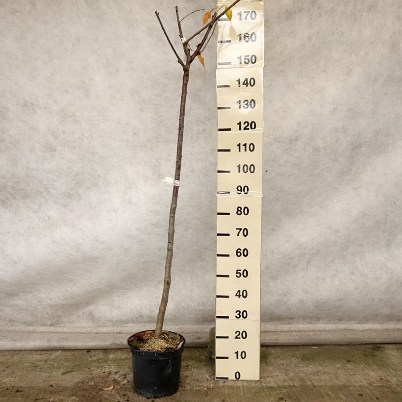 Exemplaar van Cerisier bigarreau Bigalise - Georges Delbard Pot de 7,5L/10L, Demi-Tige zoals geleverd in de herfst