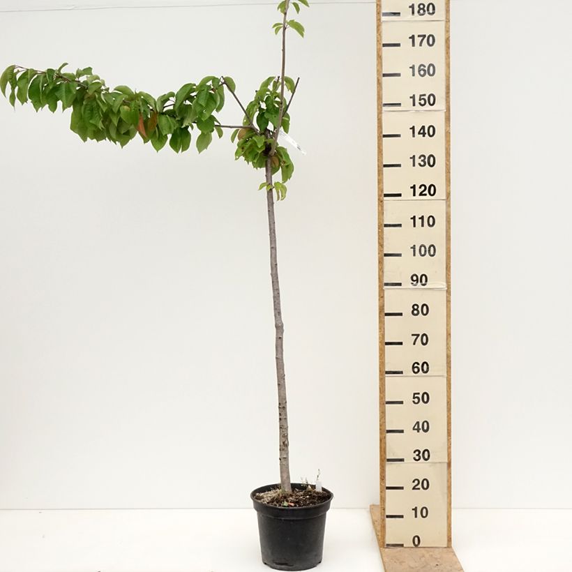 Example of Zoete kers Bigalise (Enjidel) Georges Delbard Pot van 7,5 l/10 l, Half-hoge stam as you get in printemps