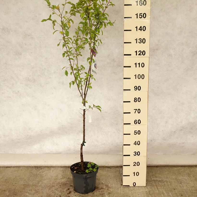Exemplaar van Zoete kers Bigarreau Burlat Pot van 7,5 l/10 l, Kelkvormig zoals geleverd in de zomer