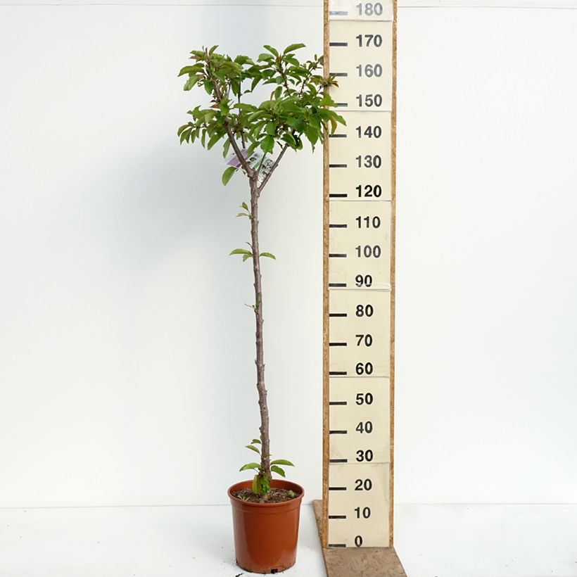 Exemplaar van Zoete kers Bigarreau Burlat Pot van 7,5 l/10 l, Half-hoge stam zoals geleverd in de lente