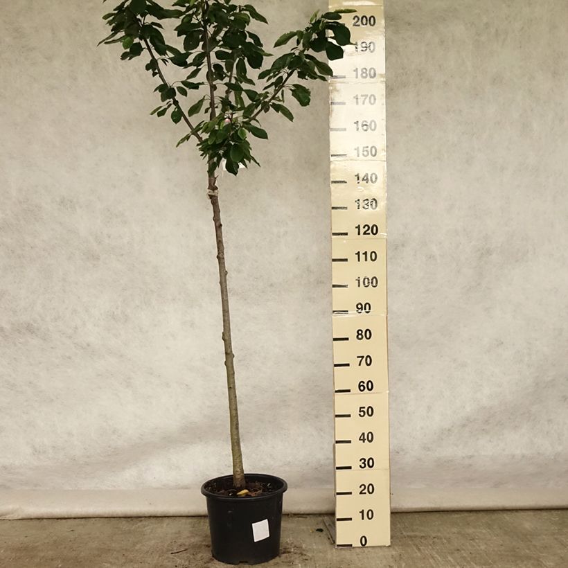 Exemplaar van Zoete kers Bigarreau Burlat Pot van 7,5 l/10 l, Half-hoge stam zoals geleverd in de zomer