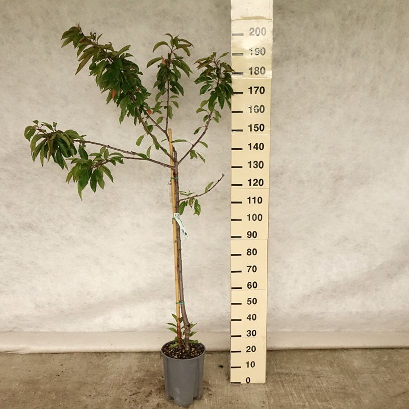 Exemplaar van Zoete kers Duivenhart Pot van 7,5 l/10 l, Kelkvormig zoals geleverd in de zomer