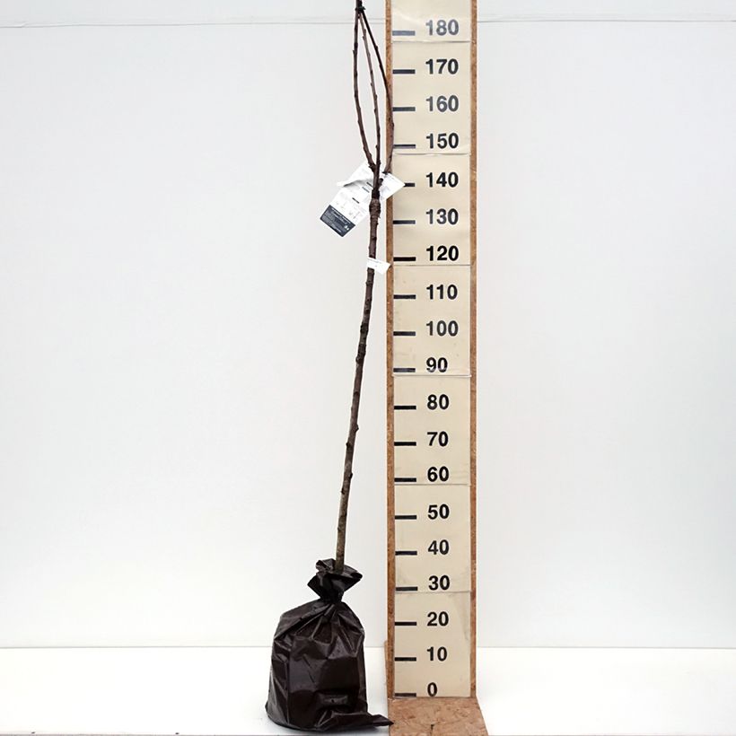 Example of Kers Bigarreau van Sint-Jan Plantklare kluit, Half-hoge stam as you get in automne