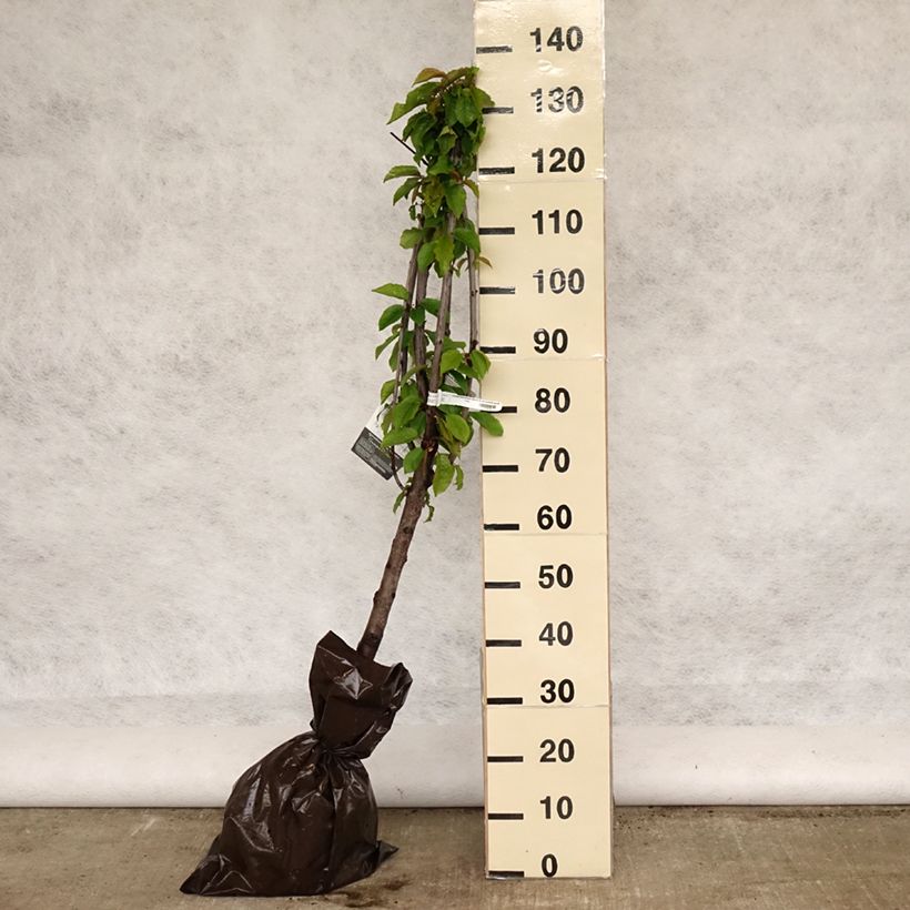 Exemplaar van Zoete kers Délice de Malicorne Georges Delbard Plantklare kluit, Kelkvormig zoals geleverd in de lente