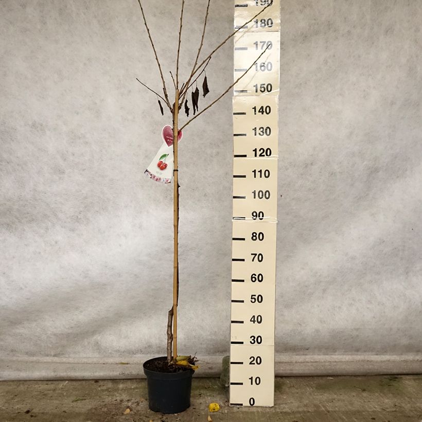 Exemplaar van Zoete kers Hedelfinger Pot van 7,5 l/10 l, Half-hoge stam zoals geleverd in de herfst