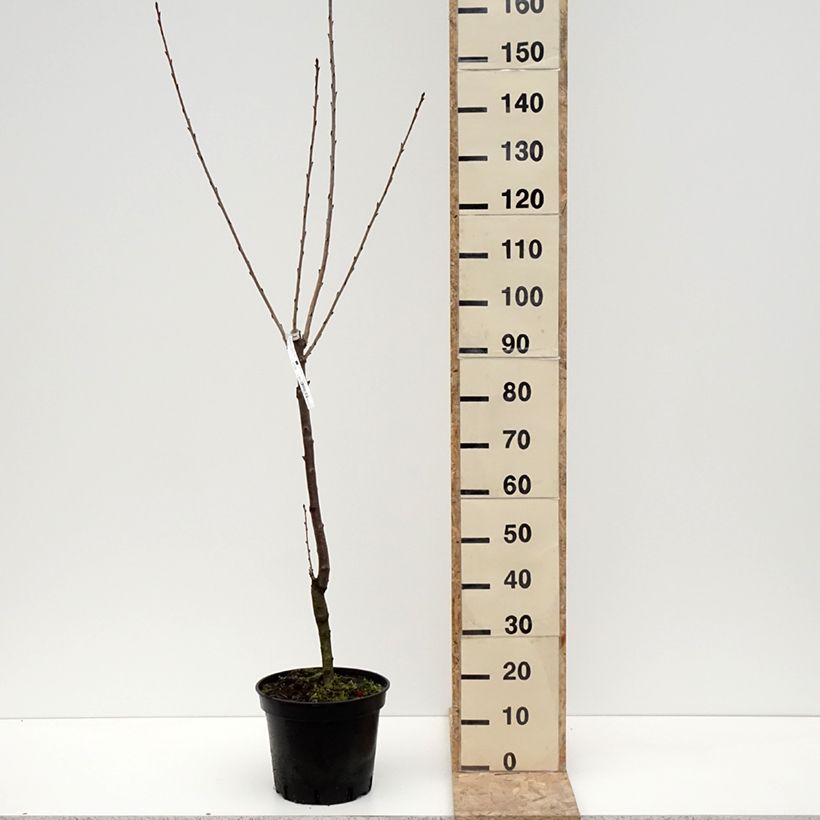 Exemplaar van Cerisier Bigarreau Hedelfingen Pot de 7,5L/10L, Gobelet zoals geleverd in de winter