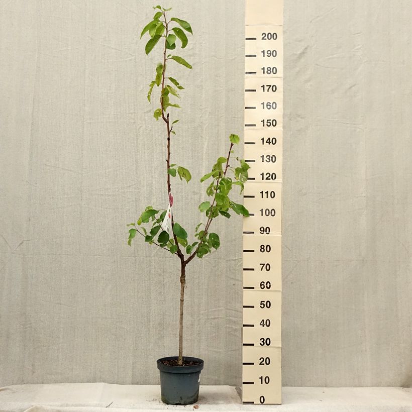 Exemplaar van Zoete kers Bigarreau Napoléon Pot van 7,5 l/10 l, Kelkvormig zoals geleverd in de zomer