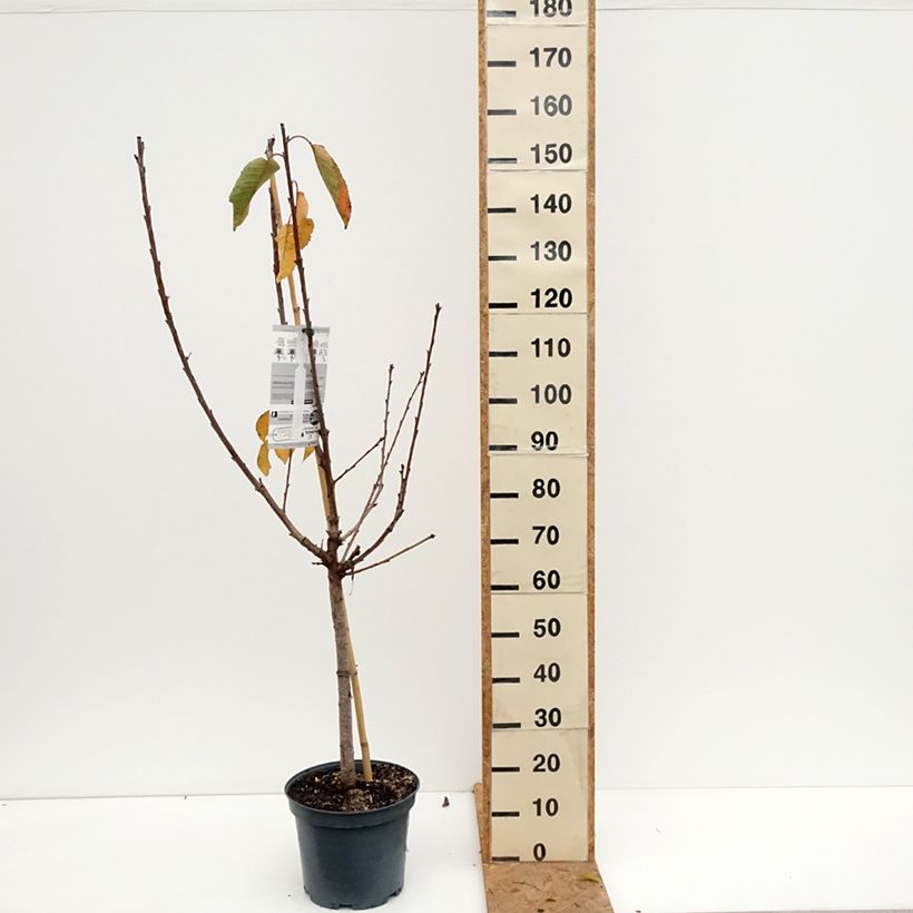 Exemplaar van Zoete kers Bigarreau Napoléon Pot van 7,5 l/10 l, Kelkvormig zoals geleverd in de herfst